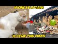 Memberi Makan Kucing Terlantar di Pasar Yang Kumuh | Mereka Sangat Lapar!
