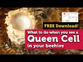 What to do when you see queen cells in a beehive  free download to help you through the process