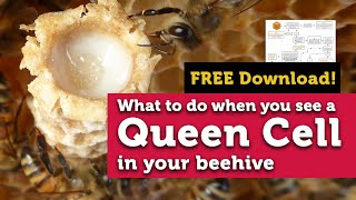 What to Do When You See Queen Cells In a Beehive  FREE Download to Help You Through the Process