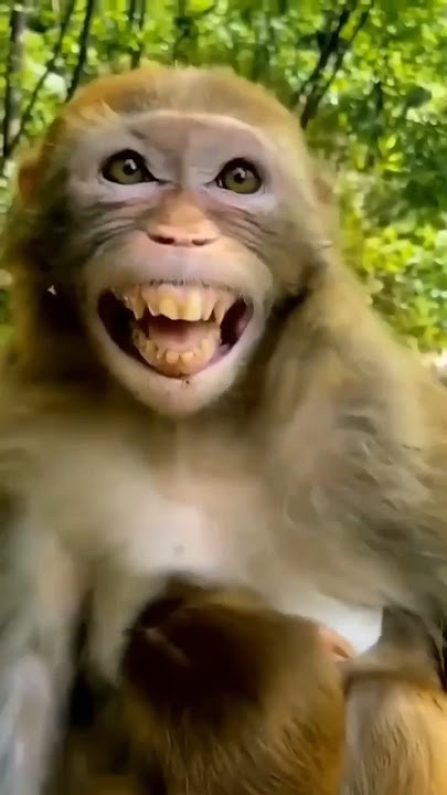 Uang yang Sangat Lucu 😂 Monyet 🐒 Berakting 🤣#lucu #monyet #komedi #yoytubeshorts