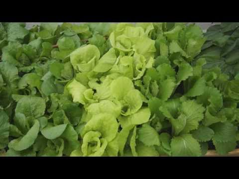 Video: Bilko Napa Cabbage – Hur man odlar Bilko Cabbage Plants