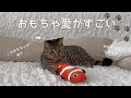 【癒し確定】お気に入りのおもちゃに夢中なくうが可愛すぎる件🐾