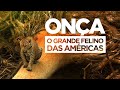 Onça, o Grande Felino das Américas