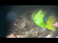 Orange-fronted Parakeet (Eupsittula canicularis) feeding on arboreal termites