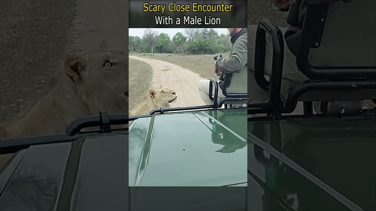Scary Close Encounter With A Male Lion