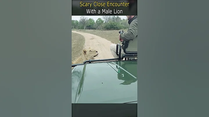 Scary Close Encounter With a Male Lion