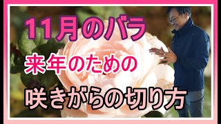 [ガーデニング] 11月のバラのお手入れ〜咲きがら取り〜「プロガーデナーが一年かけてお届けするバラの管理方法」