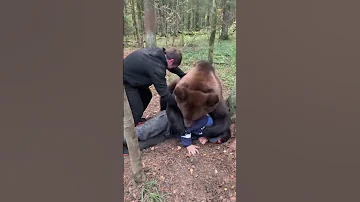 Медведь вышел к людям
