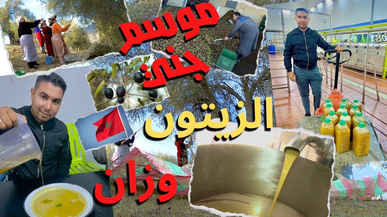 🇲🇦موسم زيت الزيتون وطرق جني الزيتون بمنطقة وزان شمال المغرب