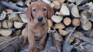 Showstopper : Fox Red Labrador Retriever Puppies 🐶 7 Week Milestone by Wild Country Ranch 550 views 4 months ago 29 seconds