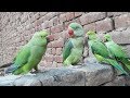 Ringneck Parrots And Alexandrine Parrot On Wall And Talking In Urdu/Hindi