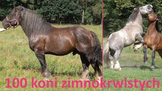 100 konie zimnokrwistych u Krzysztofa Wenskiego koło Kłodzka