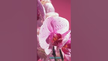 اولئك المقربون❤#اكسبلور #سورة_الواقعة #quran #حالات_قرانية #حالات_واتس #ايات #ايات_قرانيه_قصيره#قرآ
