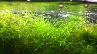 How to make Java Moss EXPLODE in your fish tank!