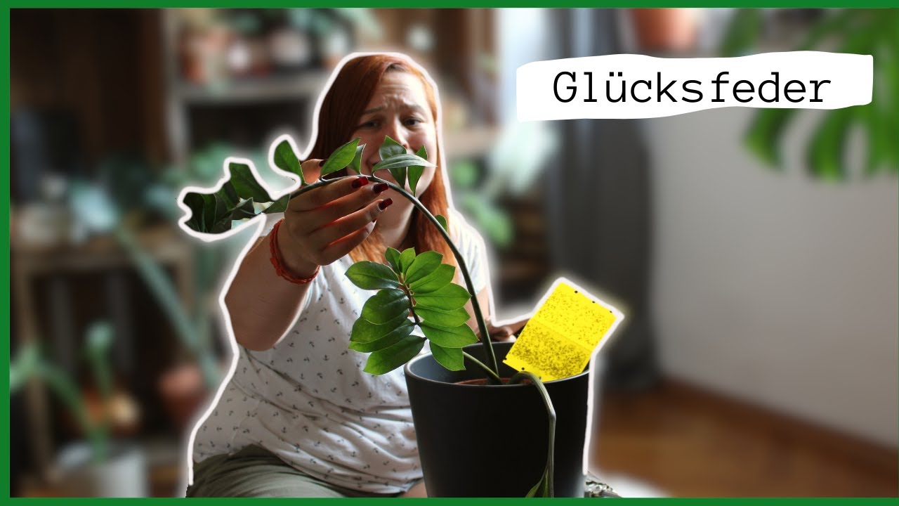 Judy: Glcksfeder Ableger nehmen & umtopfen | Umtopfen #5