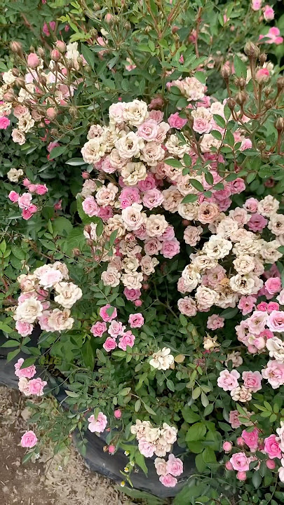 Bunga mawar pink mini 'Babyrose' #bunga #mawar #pink #babyrose #kebuntanduran