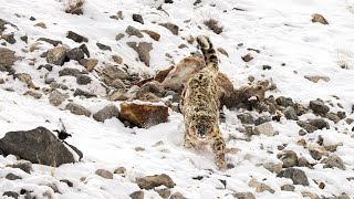 Hemis National Park Ladakh  Wild Snow leopard