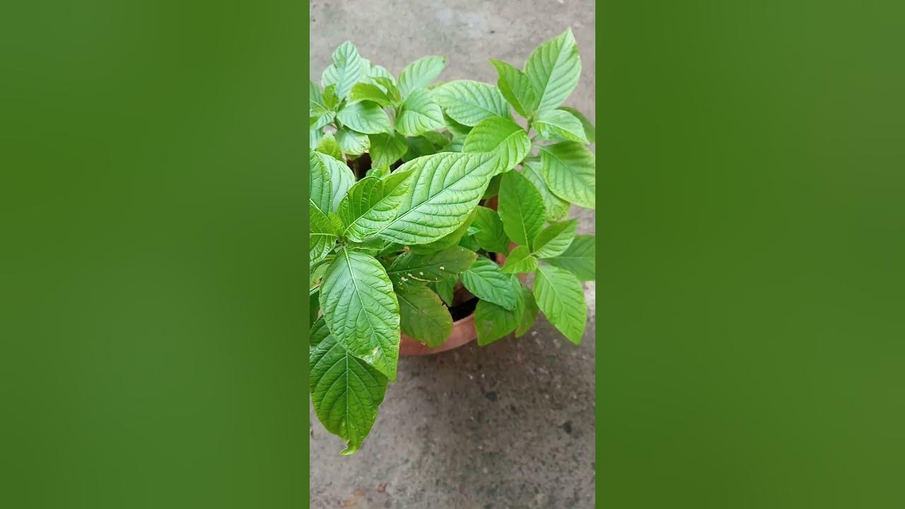 the-most-beautiful-flower-plants-in-home-and-so-butiful-flower-youtube