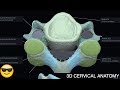 Cervical Vertebrae Anatomy || 3D #OMT #COMLEX