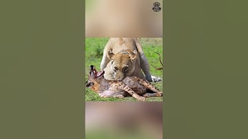 De echte reden waarom leeuwen geen hyena