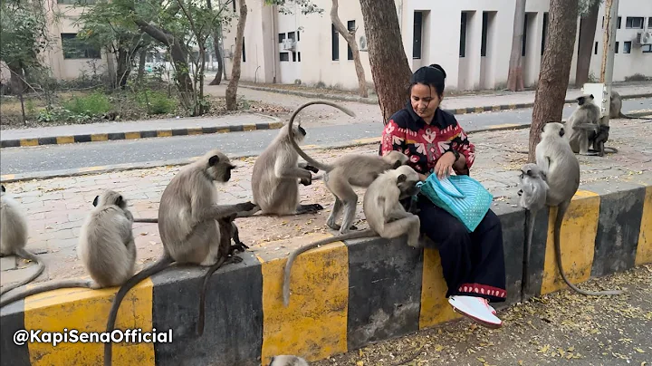 Feeding Food To Monkeys (Kapi Sena)🐵🐒 