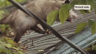 The most BORING animals on Earth!!