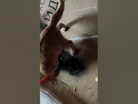 #Жужел медитирует 🐈😌 - YouTube