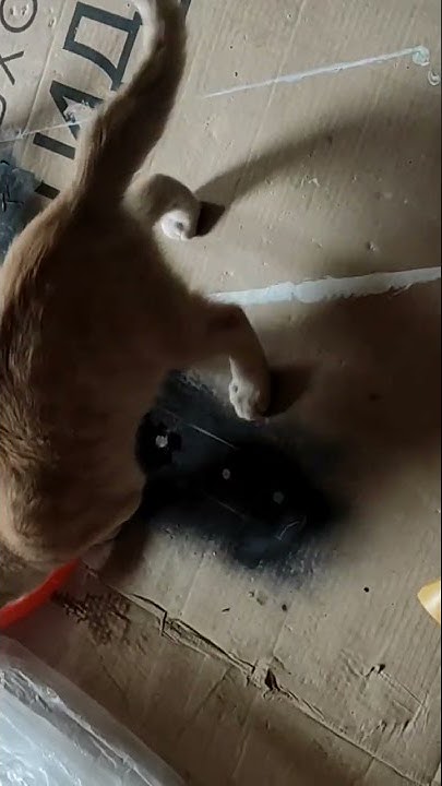 #Жужел медитирует 🐈😌 - YouTube