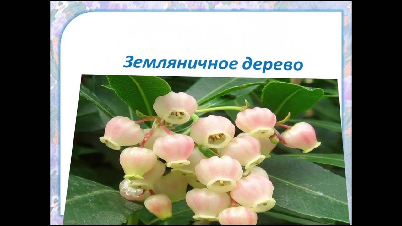 Что означают цветы Гортензия, Дельфиниум, Жасмин, Жонклия, Земляничное дерево, Золотарник, Иберийка,