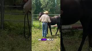Help Your horse w/ Stiff Legs Easy Trick! #horse #australianhorsemanship #cowboys #aussiebush
