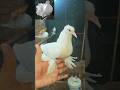 Lakkha pigeons 🕊️ #shorts #pigeon #trending #popular #top#viralvideo