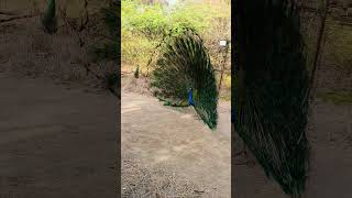 Original Video Of Peacock Dance