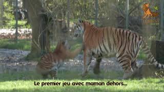 des bebes tigres de Siberie Au Lumigny Safari Reserve
