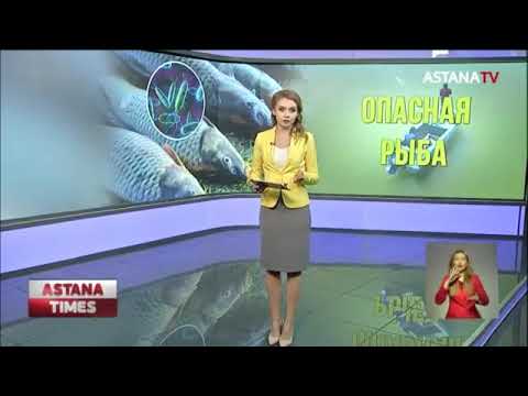 Бейне: Киелі кітапта балық жеу туралы не айтылған?