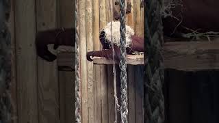 Just an orangutan wanting a wig 😂#orangutan #orangutans #orangutanshow