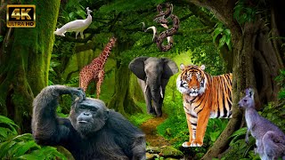 Relaxing Animals call , Golden Animals, African Lion, beaver, Butterfly 🌿🌿calms the nervous system