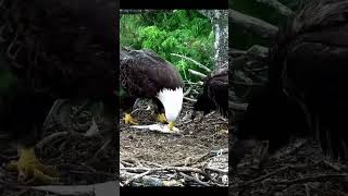 Bald eagle feeding its baby👍🏻❤️ Bald eagle feeding its baby👍🏻❤️