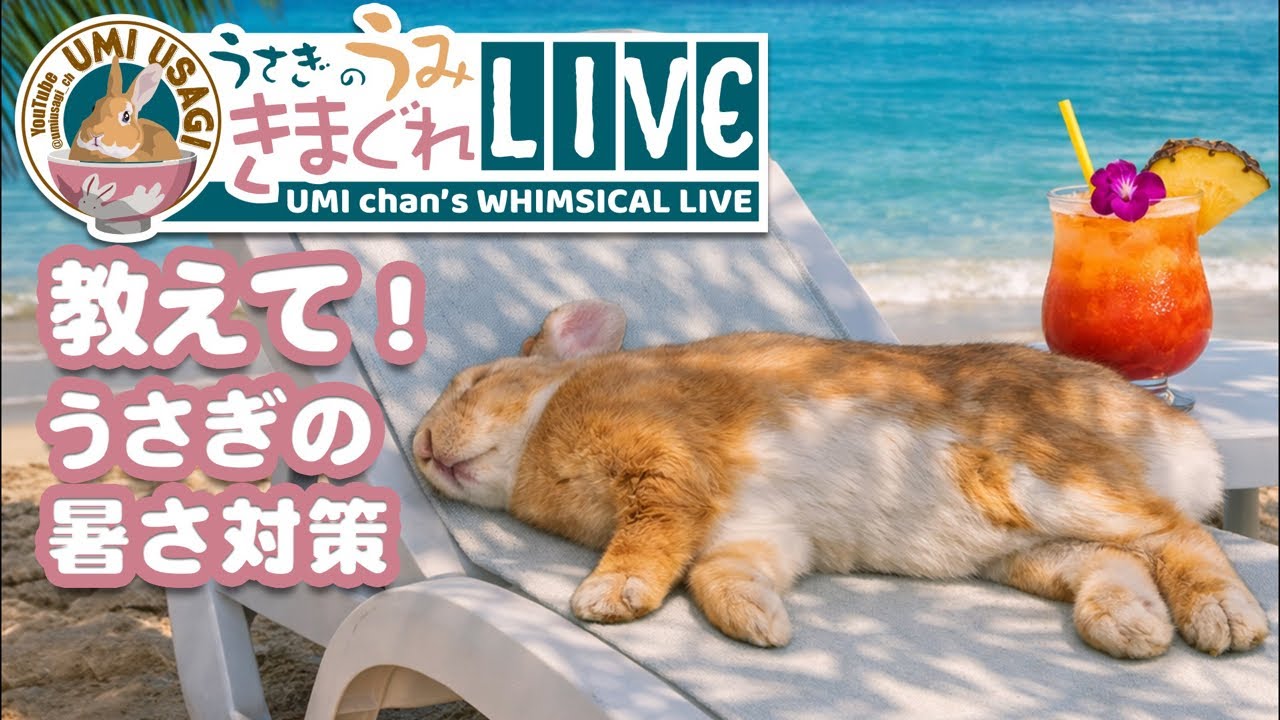 Help Me Out! How to Keep Your Rabbit Cool. Usagi no Umi Channel