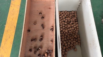 Whole walnuts separating by Angelon color sorting machine contact emily@angelon.com.cn