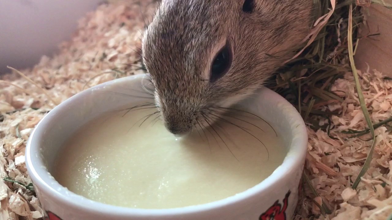 Gopher Suseł Ryszard i koledzy i koleżanki na śniadaniu
