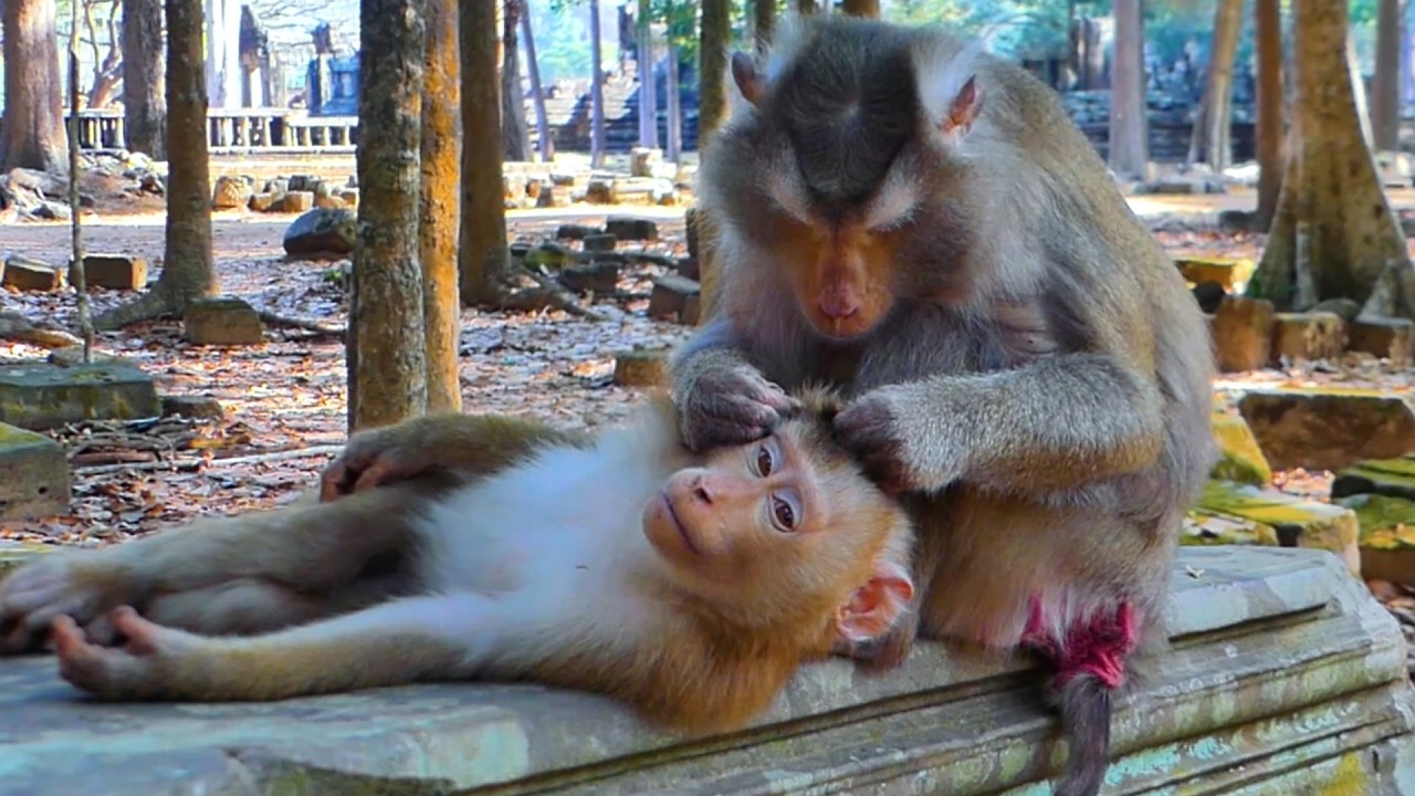 So Sweet! Mom Libby Gently Massages Little Leo 🐒💖 Adorable Monkey Moment