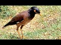 Common Myna | Mynah Sounds | Myna Song | Mynah Calling