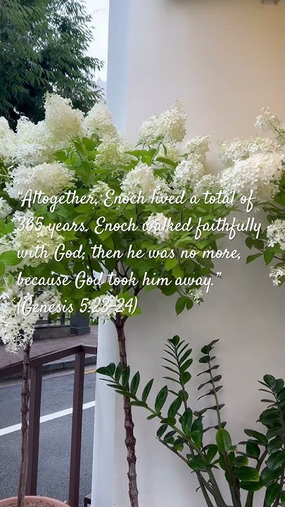 altogether-enoch-lived-a-total-of-365-years-enoch-walked-faithfully