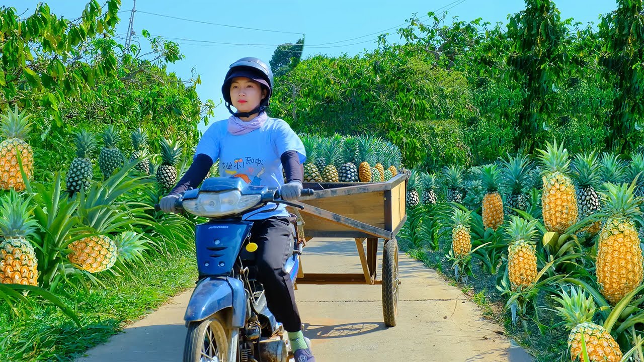 Harvest Pineapples To Sell At The Market, Buy More Chicks, And Build A ...