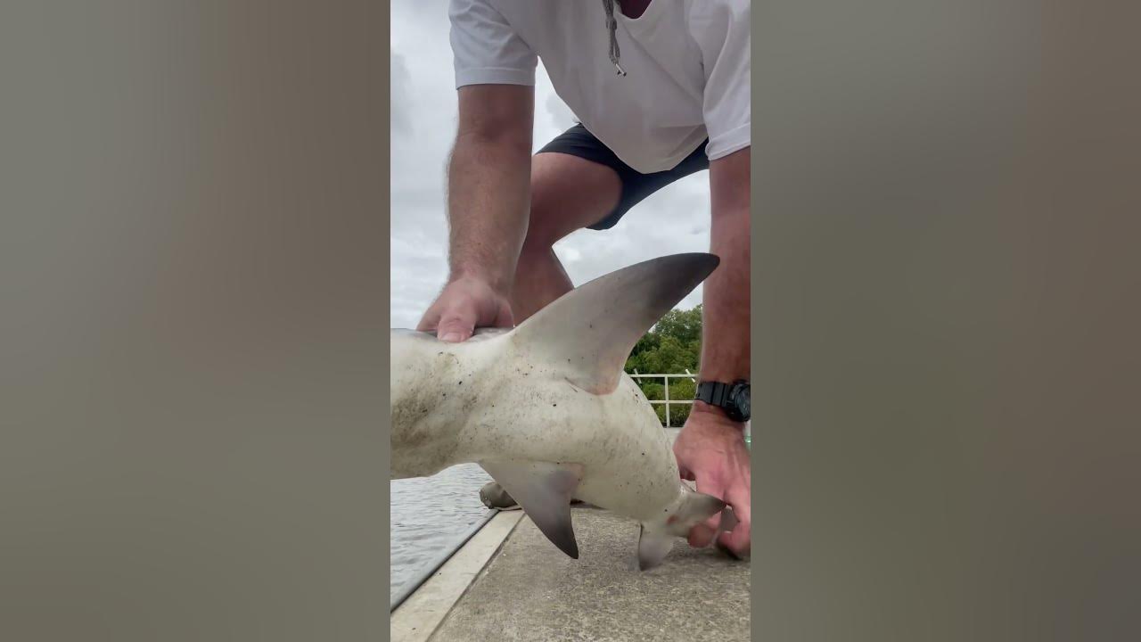 Albert river Bullshark catch and release. - YouTube