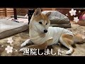ももが帰ってきた日 Momo is back