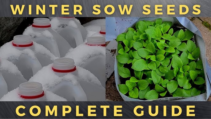 Plante Tre: En Komplett Guide til Suksess