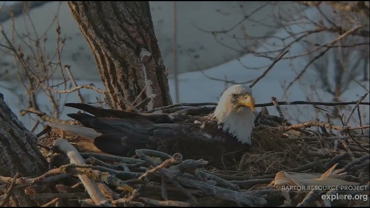 Decorah Eagles 3-4-26, 7 am HD & HM2 share a big fish breakfast
