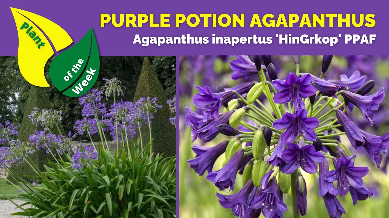 PURPLE POTION AGAPANTHUS | Agapanthus inapertus 'HinGrkop' PPAF