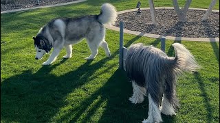 Bearded Collie Snoopy has a chat with his new girlfriend Bubbles the Husky 😍 by Office Dog Snoopy (and Obi his new intern) :) 314 views 10 months ago 12 seconds